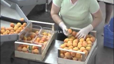 Γραμμή ταξινόμησης ροδακίνων.Grading,Sizing,Packaging machines for peaches.