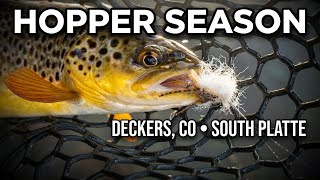 Hopper Season is ON FIRE at Deckers! Trout Smashing Chubby Chernobyls on the South Platte