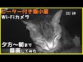 ヒーター付き猫小屋に設置したWi-Fiカメラで野良猫ちゃんの様子を夕方～朝まで録画してみた