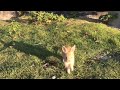 The tiny bunny noticed me from far away and scampered over to say hi!
