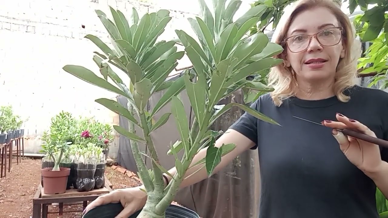 Como podar Rosa Do Deserto de forma correta! Guia completo passo a passo.#rosadodesertocuidados 