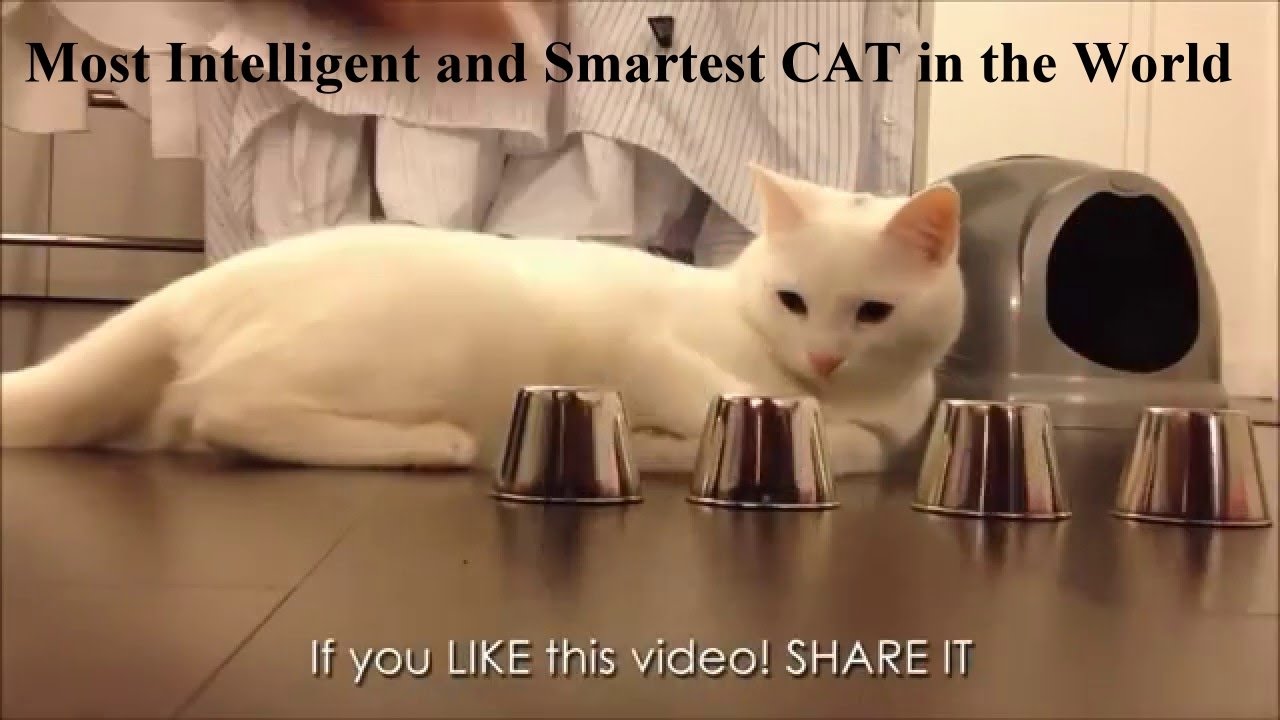 most intelligent cat ever