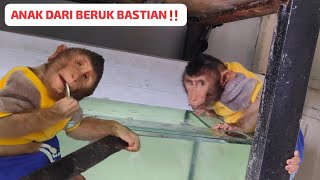 Download Lagu Beruk Yuhu sudah sangat aktif ‼️ MP3