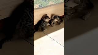 Cat, Why Are You Two Fighting?! 😹🐱🐱💥 #cat #catvideos #funny #youtubeshorts #shorts #comedy