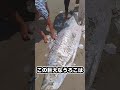 魚の鱗