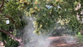 A Cloud pollen bring released by a Yew Tree to make future generations