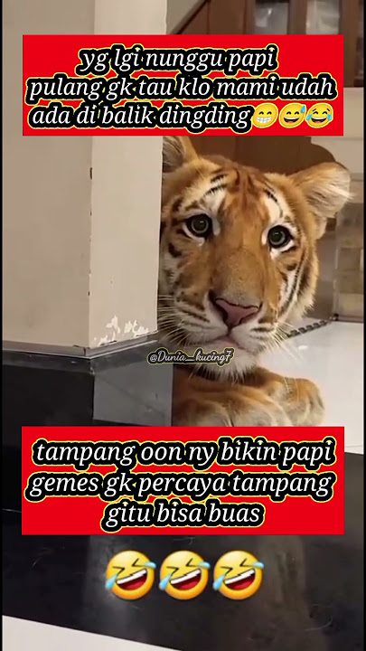 oyen ngintip papi pulng😁😅😂🤣#shots #cutebaby #hewanlucu #harimau #funnyvideo #cute #cat