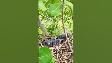 The baby bird is almost three weeks old #birds #nest