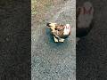 Super Duck