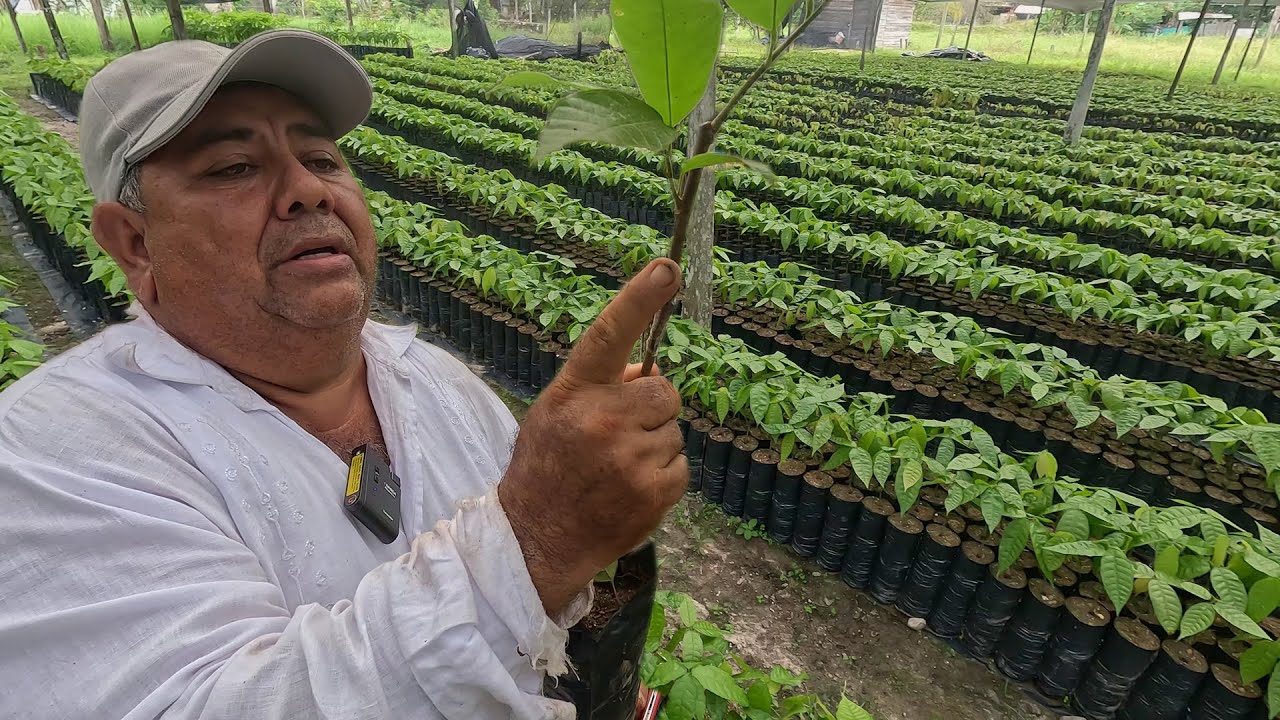 Así es un vivero de CACAO que produce 100MIL plantas