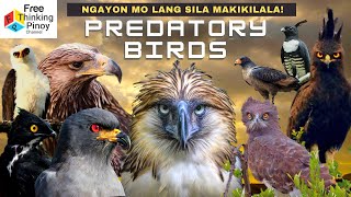 Magandang AGILA AT LAWIN na Ngayon mo Lang MAKIKILALA | Beautiful Eagle You Didn't Know