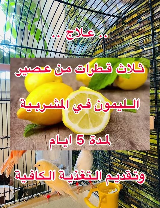 عصافير الكناري😍اسباب وعلاج انتفاخ او نفش الريش عند الكناري🥲طلب من احد متابعين🌺
