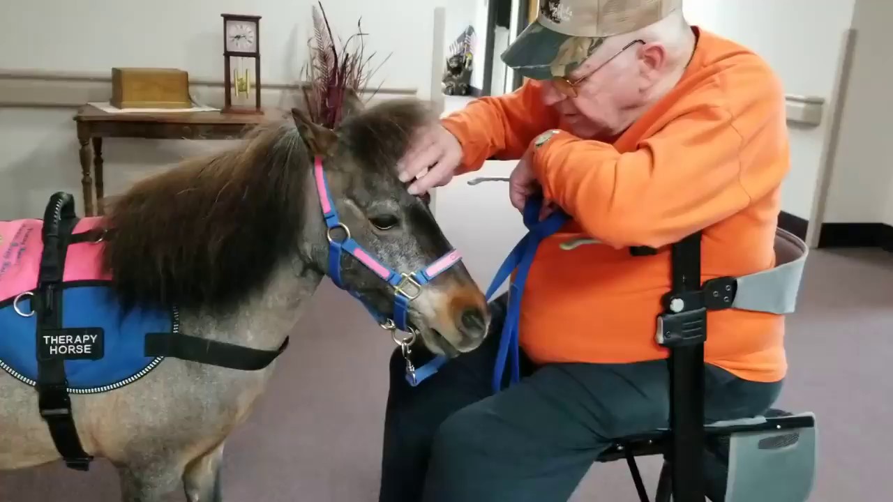 Miniature therapy horse visiting resident in wheelchair YouTube