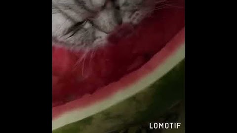 кот ест арбуз
