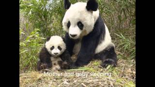 Vignette de la vidéo "Medals For Mothers - The Osborne Brothers"