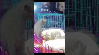 Tik Tok 2023 Chó Phốc Sóc Mini 😍 Funny and Cute Pomeranian 😺🐶 | cute animals390.18