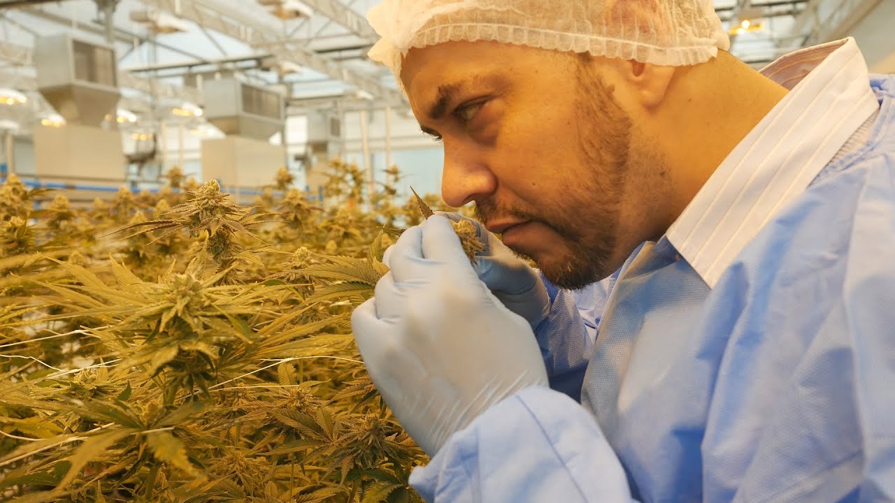 OPULENCE PHARMACEUTiCALS - Cannabis Licensed Facility on Durban (South Africa)