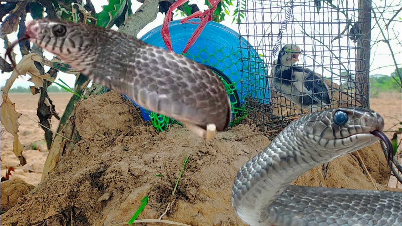 Amazing Snake Trap - YouTube