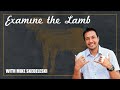 Examine the lamb