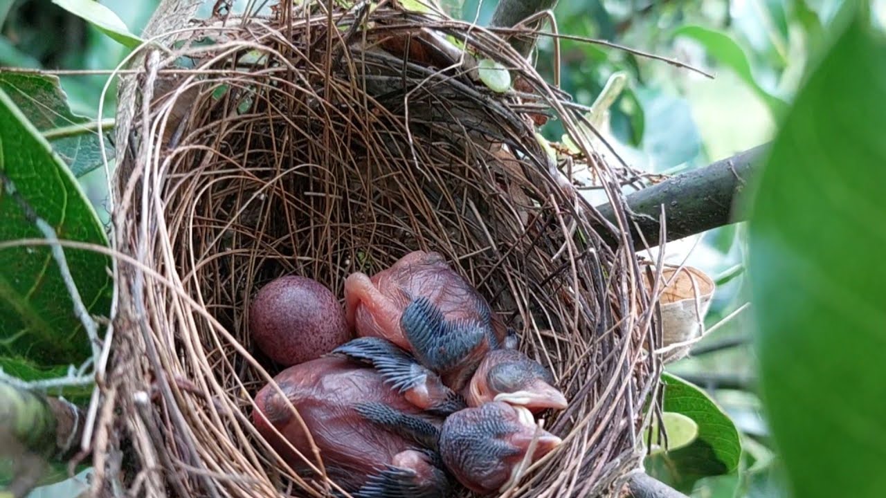 Memantau sarang burung sekalian panen anakan burung kutilang ‼️