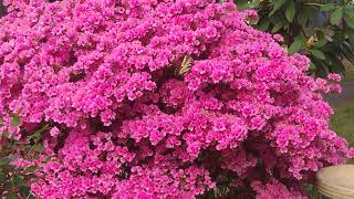 Pretty butterfly on a pretty bush.