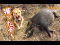 【猪猟】獲ったど～！！ #猪猟 #犬 #犬動画 #狩猟 #有害鳥獣