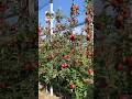 Italy apple farming  #italy #applefarming #italyapple #sebwalafarm