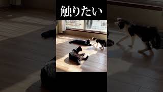 触りたい子猫 VS 触られたくない子猫 #保護猫 #子ネコ