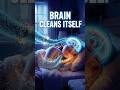 Your Brain Cleans Itself While You Sleep 😴