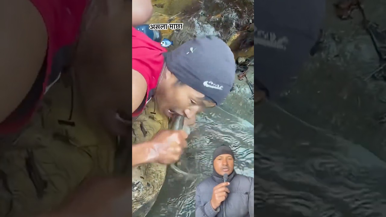 Trout Machha Chhopdai - Catching Himalayan Trout Fish 
