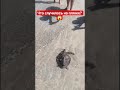 Спасение черепахи в ОАЭ!🇦🇪 The incident on the beach