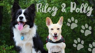 Riley & Polly | Life is Beautiful by Little Riley 1,152 views 6 years ago 3 minutes, 6 seconds