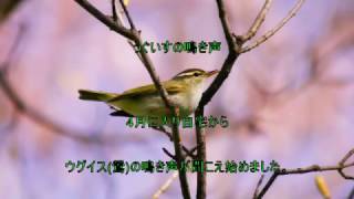 うぐいすの癒しの鳴き声と生態及びメジロとの違い Healing Song Of The Japan Wild Birds Warbler Uguisu Youtube