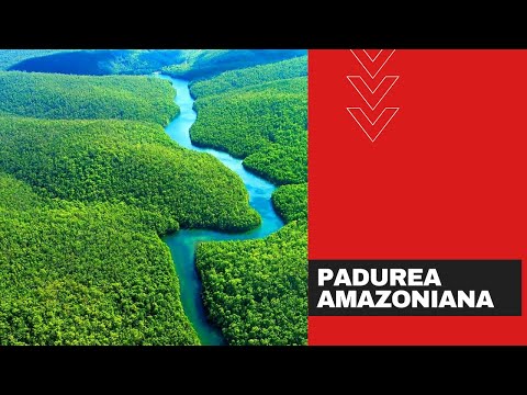 Padurea Amazoniana - secretele padurii amazoniene.