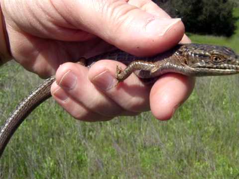 rat snakes in alabama Brian Gundy With Baby Aligator Lizard