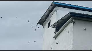 SP Serunting Sakti, respon pertengahan nov 2021 bagian 2 (141121)