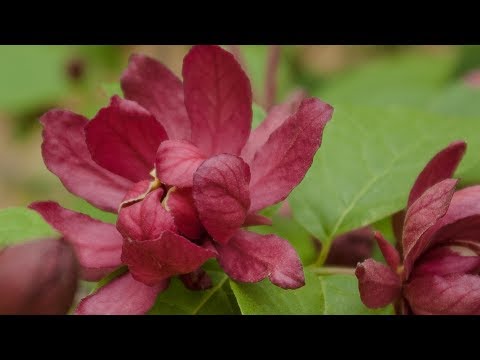 Video: Chăm sóc cây trồng Carolina Allspice: Mẹo Chăm sóc và Cắt tỉa Cây bụi Carolina Allspice