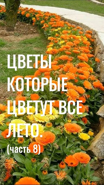 Ч8. КРАСИВЫЕ ЦВЕТЫ которые цветут ВСЕ ЛЕТО. Многолетние САДОВЫЕ ЦВЕТЫ # ...