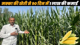 मक्का की खेती से अच्छा मुनाफा  Maize cultivation | Makka ke kheti ki jankari