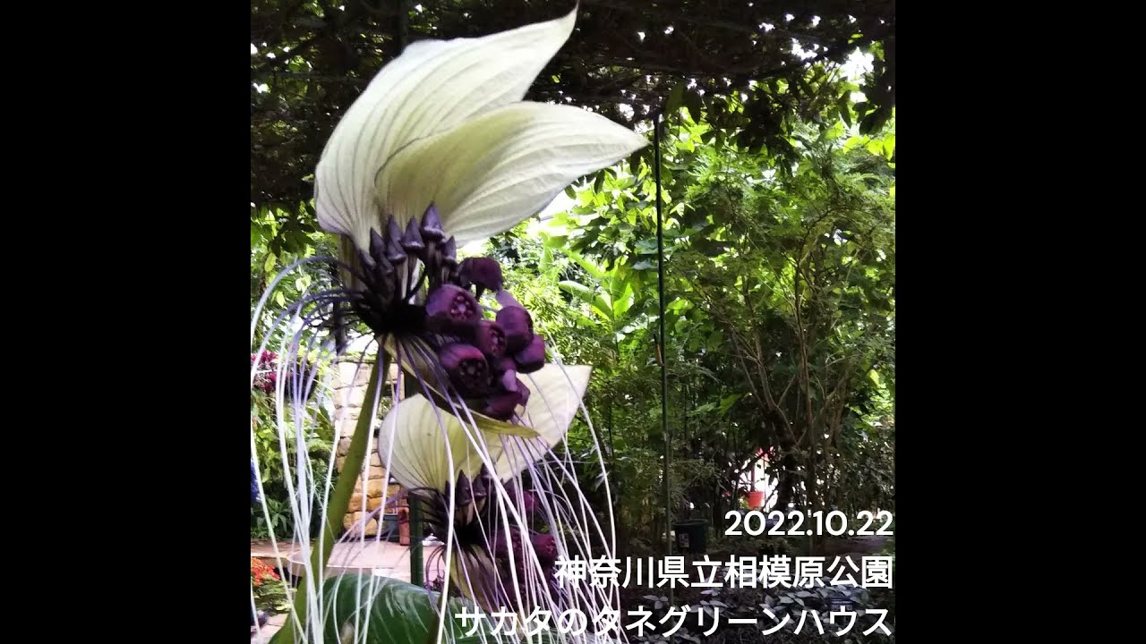 植物園の花（タッカインテグリフォリア） - YouTube