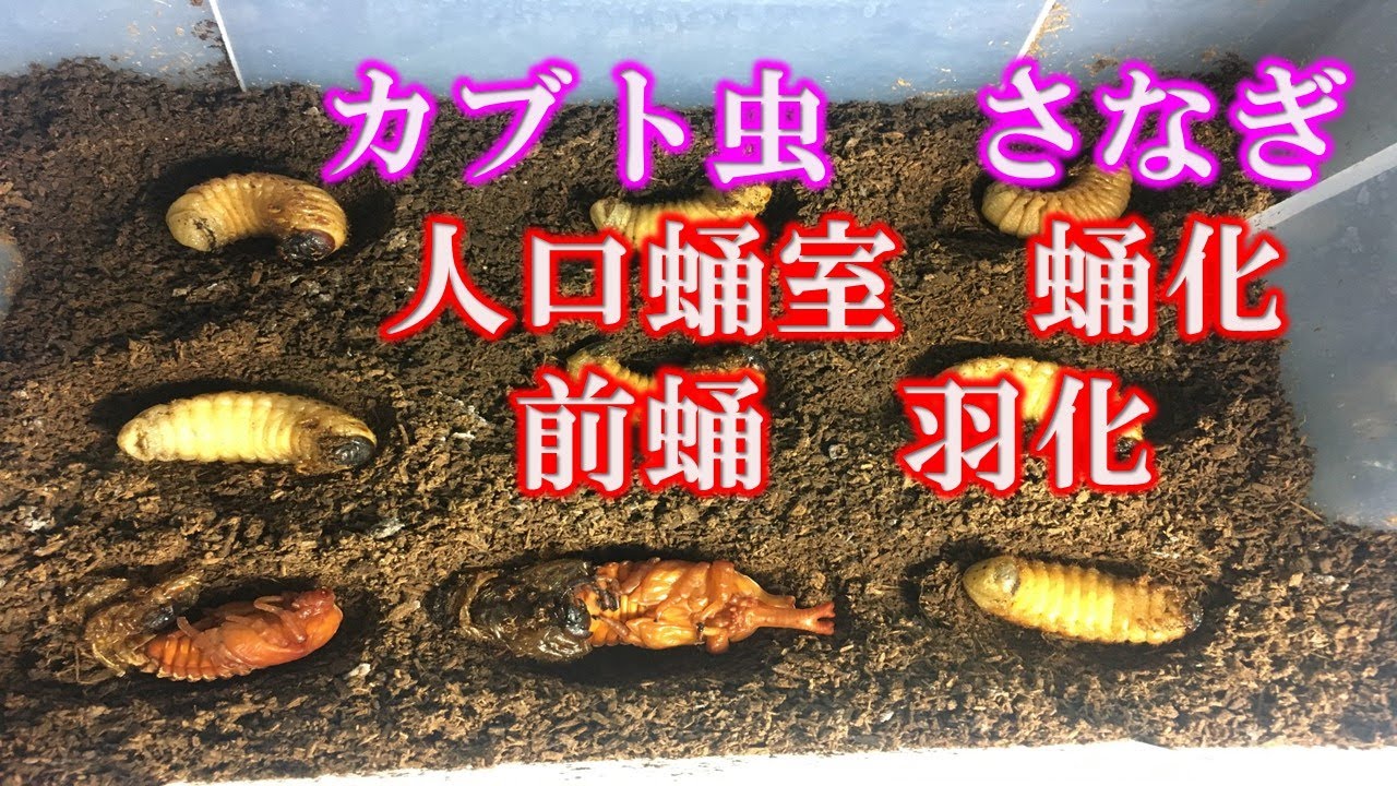 カブトムシ 蛹 に ならない