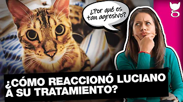 ¿Se puede dar a los gatos aceite de CBD para la ansiedad?