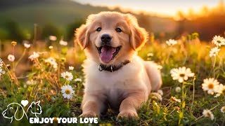 Cute Baby Animals - Super soothing music helps dogs sleep well and heals your dog🎼