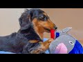 【神回！】ヤバい動きをするおもちゃで遊ぶ愛犬の反応が可愛すぎた【ダックスフンド】