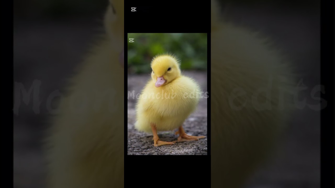 Moonclub edit🐥❤️‍🔥❤️‍🔥❤️‍🔥