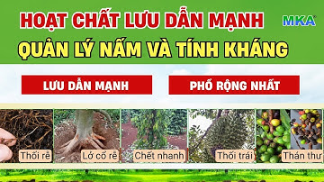 Hoạt chất lưu dẫn quản lý nấm bệnh - Chấm dứt nỗi lo kháng thuốc| Đặc trị nấm phytophthora
