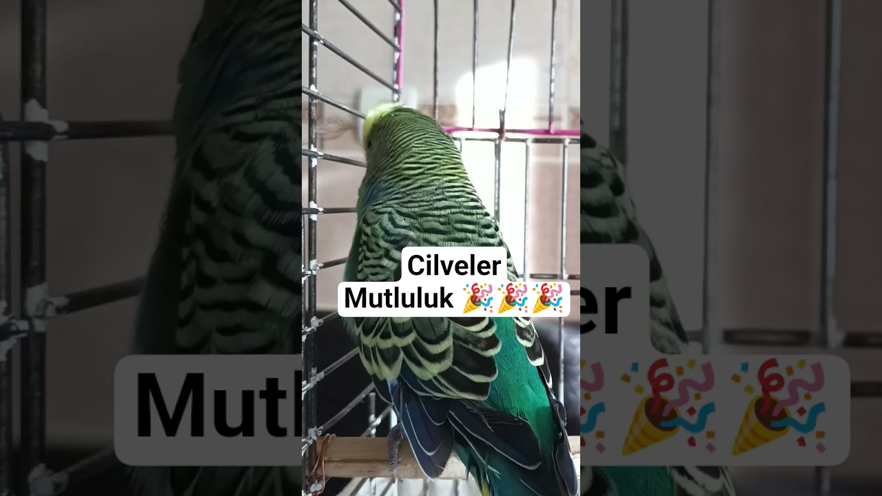 Muhabbet Kuşu sesi , Muhabbet Kuşu Çağırma sesi , Muhabbet kuşu Ele alıştırma #muhabbetkuşu