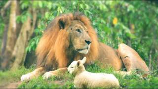 Andreas Vollenweider - Lion and Sheep