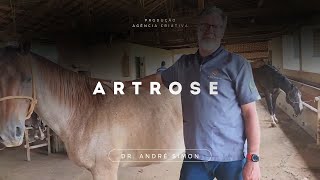 Artrose | Vet Raiz