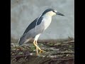 Night Herons /  Black -Crowned Night Herons / Black Capped Night Herons in Mysore Zoo